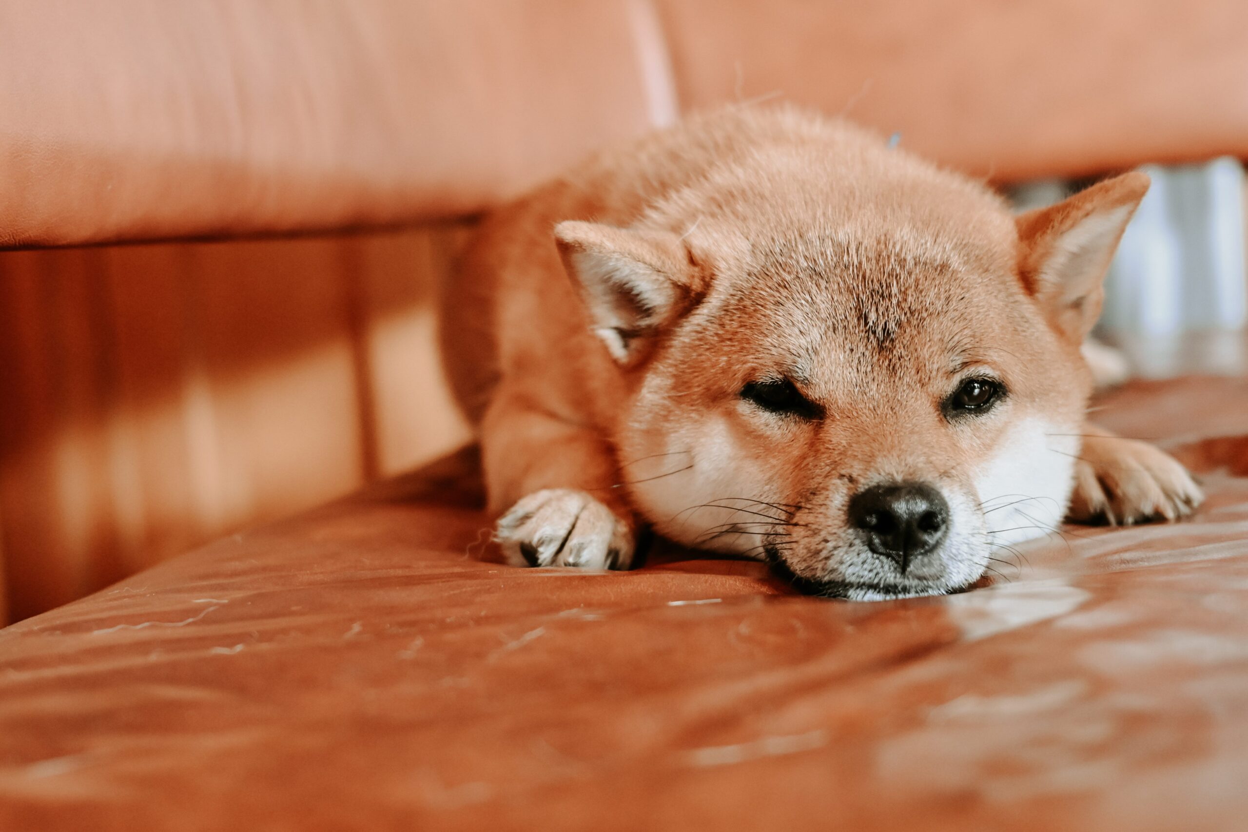 こちらを見つめる犬