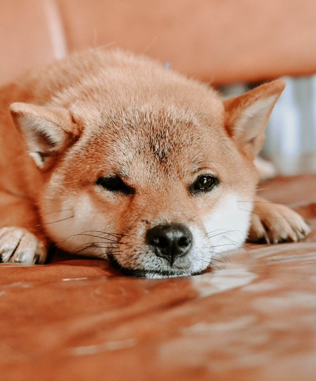 こちらを見つめる犬