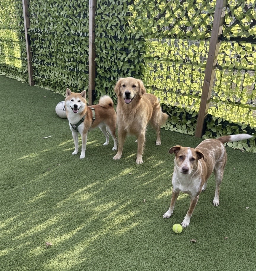 リラックスしてる犬